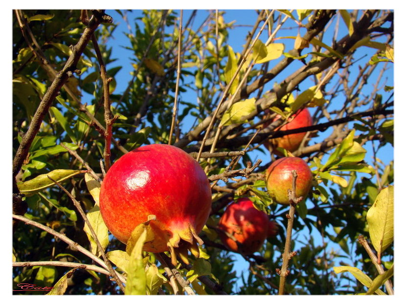 I colori dell''autunno...
